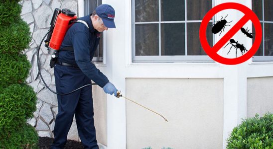 Sinanpaşa Kemirgen İlaçlama böcek ilaçlama ve haşere kontrolü — ilaclama-tr.com